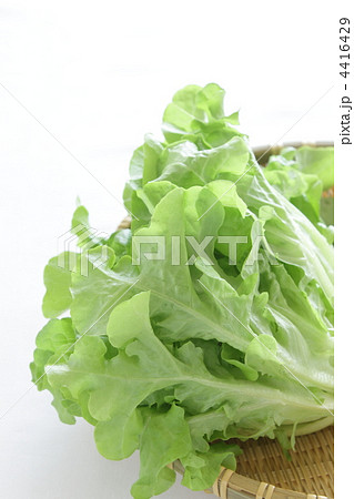 レタス　リーフレタス　モコヴェール 4416429