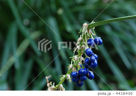 ノシラン種子 4416430