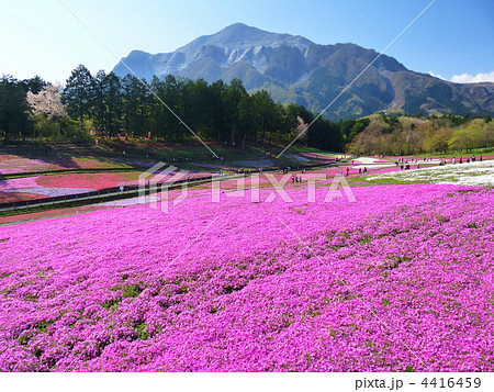 秩父　羊山公園　芝桜 4416459