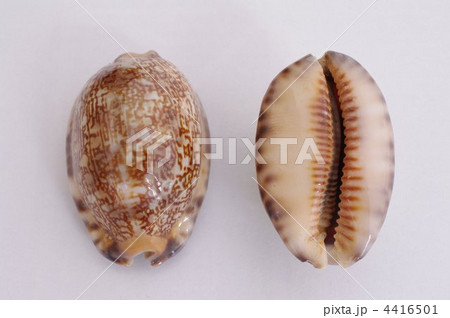 タカラガイ（ヤクシマタカラガイ） 4416501