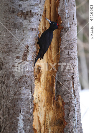 小樽なえぼ公園のクマゲラ 4416633