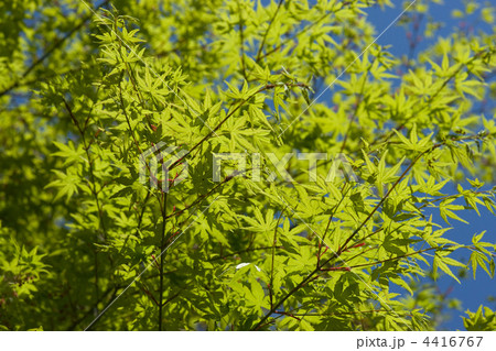 新緑 4416767