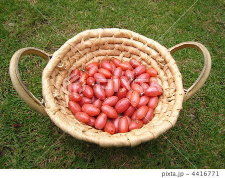 グミの実。 4416771