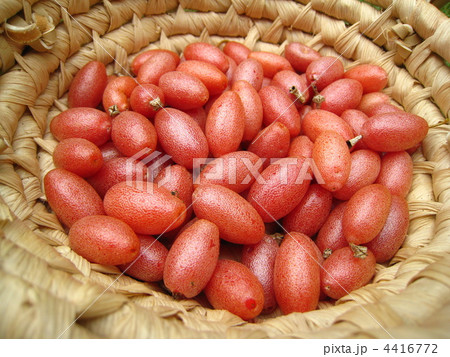 グミの実。 4416772