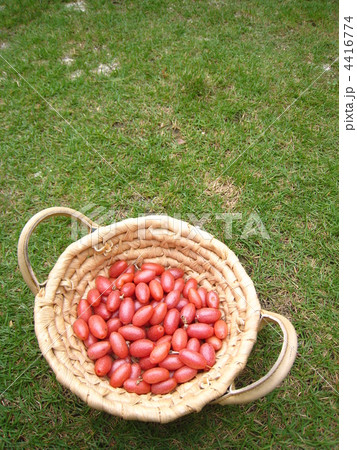 グミの実。 4416774