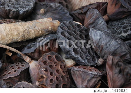 蓮の果托 4416884