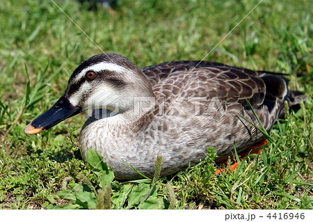 落合川　合鴨　野原 4416946