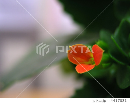 カランコエミリオンスター 4417021