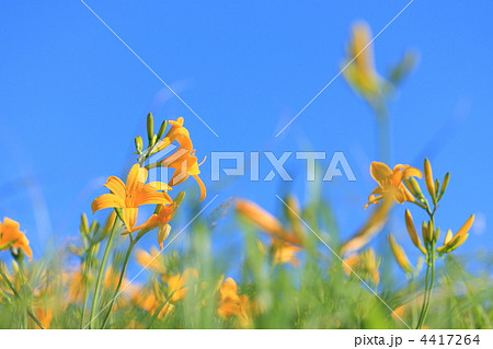 ニッコウキスゲ 4417264