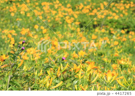 ニッコウキスゲ 4417265