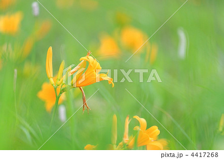 ニッコウキスゲ ニッコウキスゲ 4417268