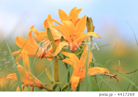 ニッコウキスゲ 4417269