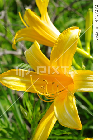 ニッコウキスゲ 4417272