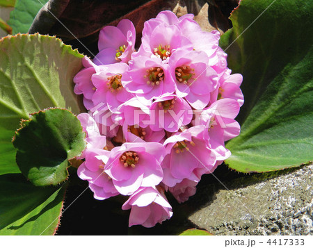 ヒマラヤユキノシタ(ヒマラヤ雪の下) ヒマラヤユキノシタ(ヒマラヤ雪の下) 4417333