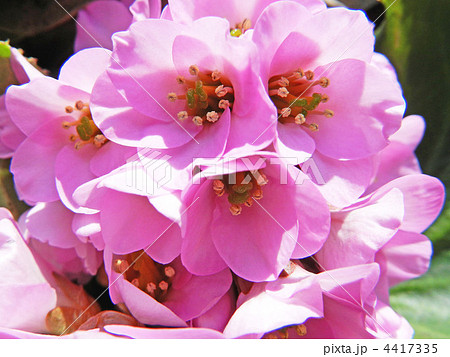 ヒマラヤユキノシタ(ヒマラヤ雪の下) ヒマラヤユキノシタ(ヒマラヤ雪の下) 4417335