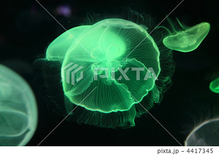 ミズクラゲ 4417345