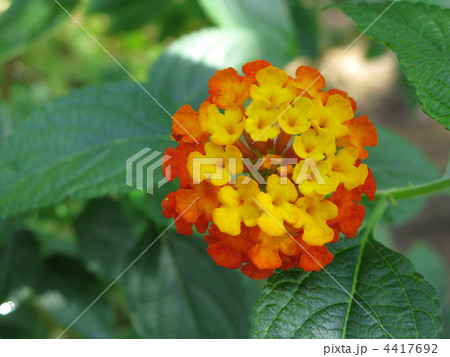 ランタナ 4417692