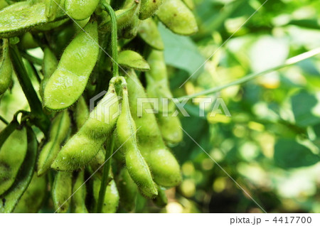 枝豆畑 4417700