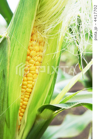 トウモロコシ畑 4417702
