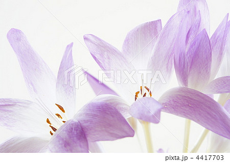 イヌサフラン 4417703