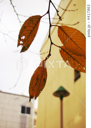 虫食い 虫食い 4417863