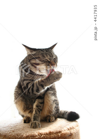 毛づくろい中の猫 4417935