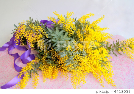 ミモザ(銀葉アカシア） 4418055