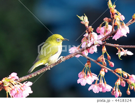 桜にとまるメジロ 4418324