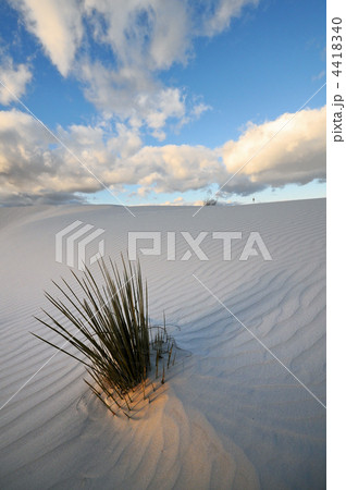 ホワイトサンズ  4418340