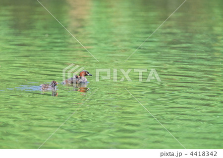 カイツブリの親子 4418342