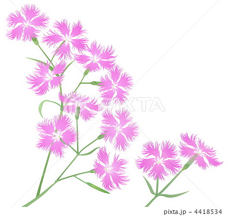 ナデシコの花のイラスト素材 4418534 Pixta