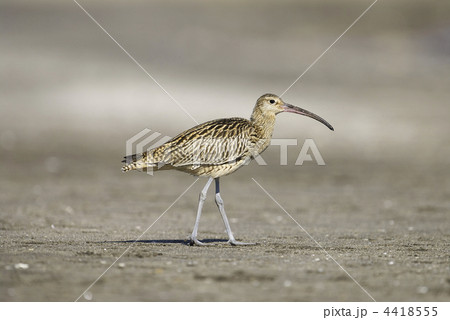 ホウロクシギ 4418555