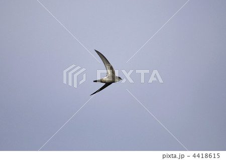 アマツバメ 4418615