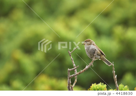 カヤクグリ 4418630