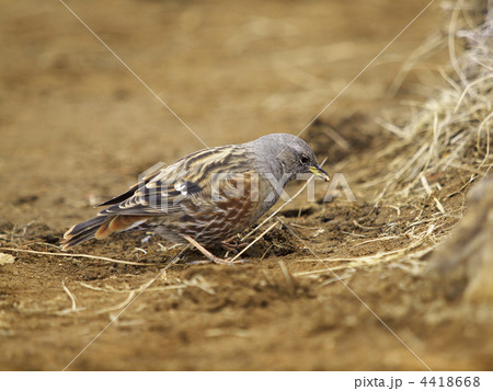 イワヒバリ 4418668