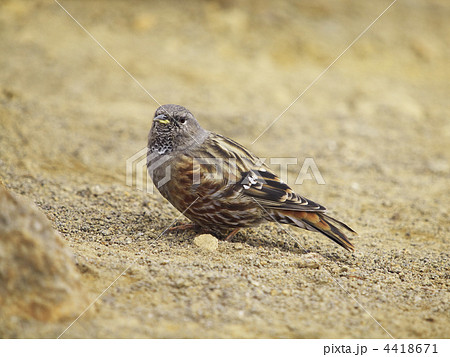 イワヒバリ 4418671