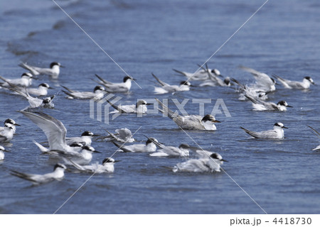 アジサシ 4418730