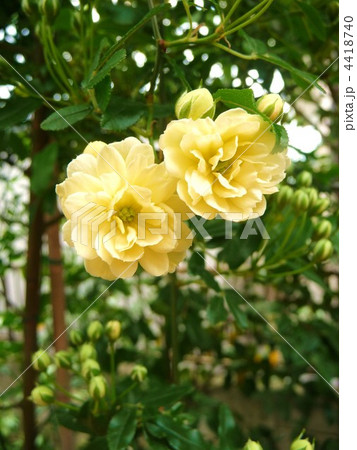 黄モッコウバラ 黄モッコウバラ 4418740