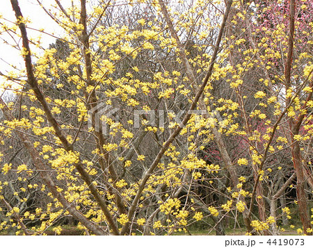 早い春に咲くサンシュの黄色い花の写真素材
