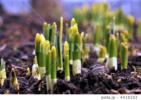 水仙の芽 4419103