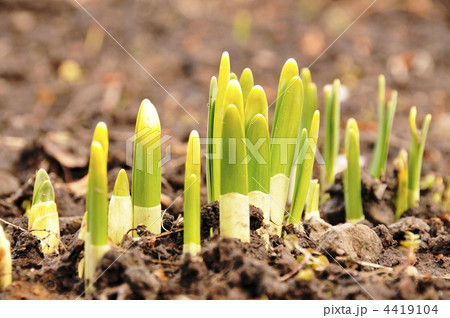 スイセンの新芽 スイセンの新芽 4419104