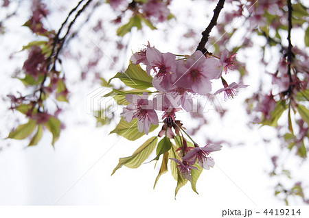 湘南平塚に咲いた河津桜 4419214