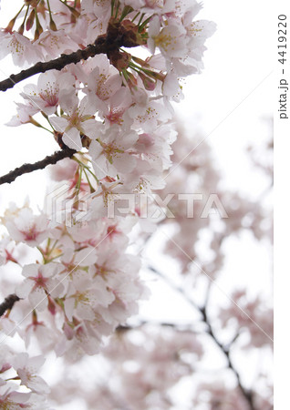 染井吉野の実生株の鎌倉玉縄桜 4419220