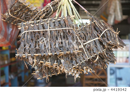 ヤモリの干物 4419342