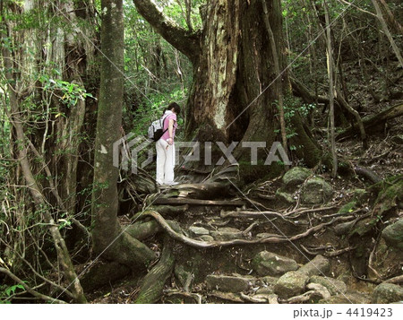 屋久島  屋久杉と女性 4419423