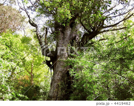 屋久島 大王杉 着生樹 屋久島 大王杉 着生樹 4419462