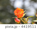 4419511
