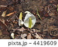 4419609