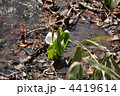 4419614