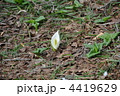 4419629